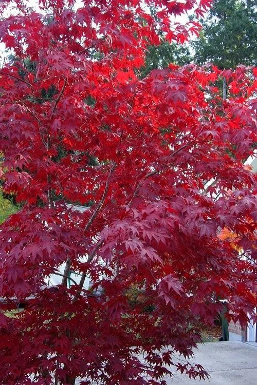 Moonfire Japanese Maple - 5 Gallon Pot 5 Moonfire Japanese Maple - 5 Gallon Pot - Image 5