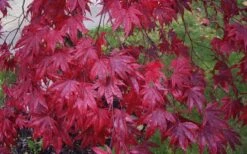 Moonfire Japanese Maple - 5 Gallon Pot 11 Moonfire Japanese Maple - 5 Gallon Pot -US Fruit Trees Sales Store acer palmatum moonfire japanese maple 3