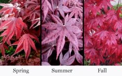 Moonfire Japanese Maple - 5 Gallon Pot 9 Moonfire Japanese Maple - 5 Gallon Pot -US Fruit Trees Sales Store acer palmatum moonfire japanese maple 4