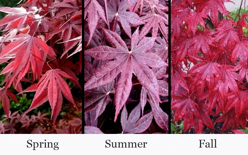 Moonfire Japanese Maple - 5 Gallon Pot 4 Moonfire Japanese Maple - 5 Gallon Pot - Image 4