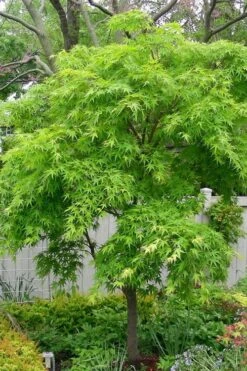 Pine Bark Japanese Maple (Acer Palmatum 'Nishiki Gawa) - 5 Gallon Pot -US Fruit Trees Sales Store acer palmatum nishiki gawa pine bark japanese maple 3 1