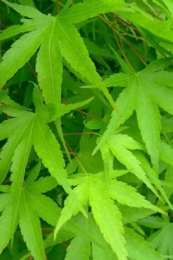 Pine Bark Japanese Maple (Acer Palmatum 'Nishiki Gawa) - 1 Gallon Pot -US Fruit Trees Sales Store acer palmatum nishiki gawa pine bark japanese maple 4