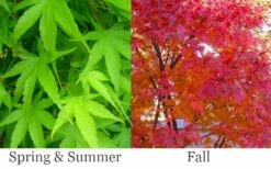 Pine Bark Japanese Maple (Acer Palmatum 'Nishiki Gawa) - 1 Gallon Pot -US Fruit Trees Sales Store acer palmatum nishiki gawa pine bark japanese maple 6