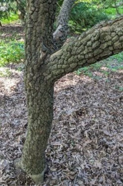 Pine Bark Japanese Maple (Acer Palmatum 'Nishiki Gawa) - 5 Gallon Pot -US Fruit Trees Sales Store acer palmatum nishiki gawa pine bark japanese maple 8 1