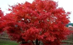 Pine Bark Japanese Maple (Acer Palmatum 'Nishiki Gawa) - 5 Gallon Pot -US Fruit Trees Sales Store acer palmatum nishiki gawa pine bark japanese maple 9 1