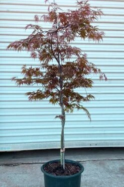 'Orangeola' Weeping Japanese Maple - Spiral Trunk - 3 Gallon Pot -US Fruit Trees Sales Store acer palmatum orangeola spiral form japanese maple 2
