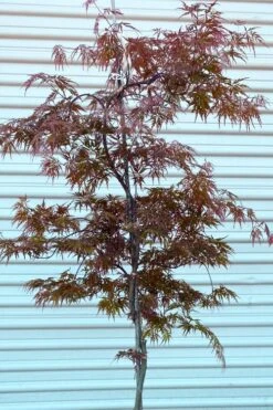'Orangeola' Weeping Japanese Maple - Spiral Trunk - 3 Gallon Pot -US Fruit Trees Sales Store acer palmatum orangeola spiral trunk japanese maple 1