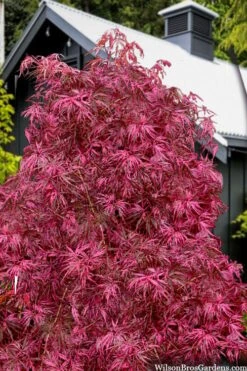 Pink Ballerina Japanese Maple - 1 Gallon Pot