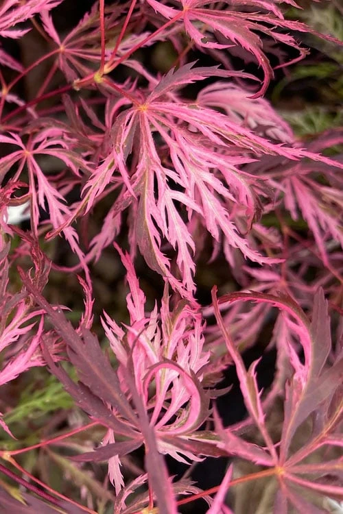 Pink Ballerina Japanese Maple - 2 Gallon Pot 4 Pink Ballerina Japanese Maple - 2 Gallon Pot - Image 4