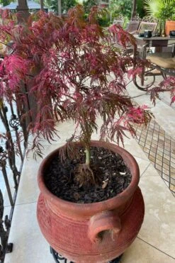 Pink Ballerina Japanese Maple - 2 Gallon Pot 9 Pink Ballerina Japanese Maple - 2 Gallon Pot -US Fruit Trees Sales Store acer palmatum pink ballerina japanese maple 4