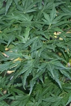 Seiun Kaku Japanese Maple - 3 Gallon Pot -US Fruit Trees Sales Store acer palmatum seiun kaku japanese maple 11