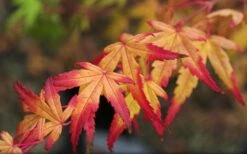 Seiun Kaku Japanese Maple - 3 Gallon Pot -US Fruit Trees Sales Store acer palmatum seiun kaku japanese maple 13