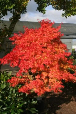 Seiun Kaku Japanese Maple - 3 Gallon Pot -US Fruit Trees Sales Store acer palmatum seiun kaku japanese maple 15