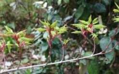 Seiun Kaku Japanese Maple - 3 Gallon Pot -US Fruit Trees Sales Store acer palmatum seiun kaku japanese maple 3