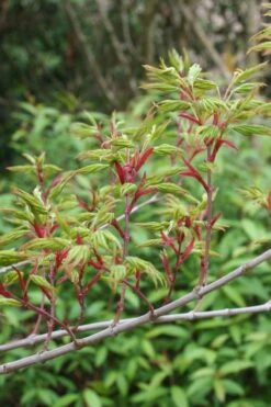 Seiun Kaku Japanese Maple - 3 Gallon Pot -US Fruit Trees Sales Store acer palmatum seiun kaku japanese maple 4