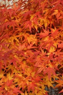 Seiun Kaku Japanese Maple - 3 Gallon Pot -US Fruit Trees Sales Store acer palmatum seiun kaku japanese maple 8