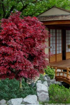 Shaina Dwarf Red Japanese Maple - 5 Gallon Pot -US Fruit Trees Sales Store acer palmatum shaina japanese maple 11 2