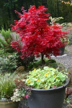 Shaina Dwarf Red Japanese Maple - 3 Gallon Pot -US Fruit Trees Sales Store acer palmatum shaina japanese maple 12 1