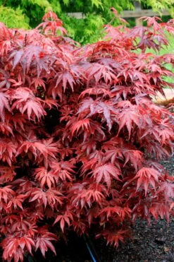 Shaina Dwarf Red Japanese Maple (Single Trunk / Standard) - 2 Gallon Pot 8 Shaina Dwarf Red Japanese Maple (Single Trunk / Standard) - 2 Gallon Pot -US Fruit Trees Sales Store acer palmatum shaina japanese maple 7 3
