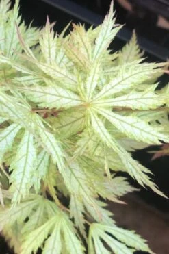 Sister Ghost Japanese Maple - 3 Gallon Pot (4-5') -US Fruit Trees Sales Store acer palmatum sister ghost japanese maple 12