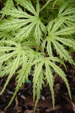 Sister Ghost Japanese Maple - 3 Gallon Pot (4-5') -US Fruit Trees Sales Store acer palmatum sister ghost japanese maple 14