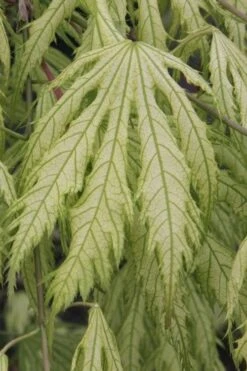 Sister Ghost Japanese Maple - 3 Gallon Pot (4-5') -US Fruit Trees Sales Store acer palmatum sister ghost japanese maple 2