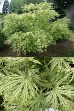 Sister Ghost Japanese Maple - 3 Gallon Pot (4-5') -US Fruit Trees Sales Store acer palmatum sister ghost japanese maple 5