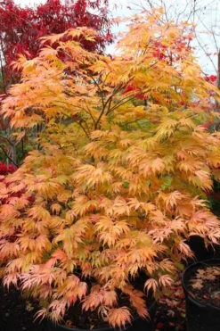 Sister Ghost Japanese Maple - 3 Gallon Pot (4-5') -US Fruit Trees Sales Store acer palmatum sister ghost japanese maple 9