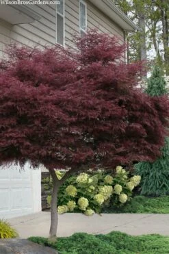 Tamukeyama Dwarf Red Japanese Maple - 1 Gallon Pot - High Grafted Tree Form -US Fruit Trees Sales Store acer palmatum tamukeyama japanese maple high graft 2