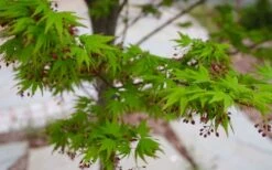 Tobiosho Japanese Maple Tree - 3 Gallon Pot -US Fruit Trees Sales Store acer palmatum tobiosho japanese maple 8