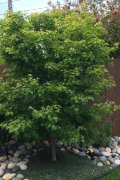 Tobiosho Japanese Maple Tree - 3 Gallon Pot -US Fruit Trees Sales Store acer palmatum tobiosho japanese maple tree 6