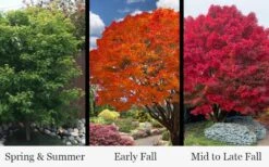 Tobiosho Japanese Maple Tree - 3 Gallon Pot -US Fruit Trees Sales Store acer palmatum tobiosho japanese maple tree 9