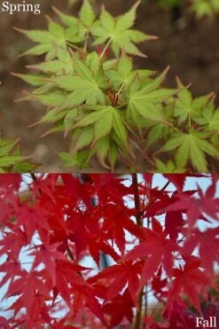 Tsukasa Silhouette Japanese Maple - 3 Gallon Pot (3-3.5') -US Fruit Trees Sales Store acer palmatum tsukasa silhouette 2
