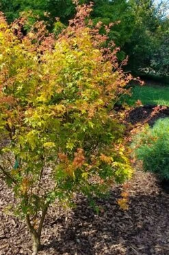 Twinkles Dwarf Coral Bark Japanese Maple - 3 Gallon Pot -US Fruit Trees Sales Store acer palmatum twinkles coral bark japanese maple 1