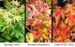 Twinkles Dwarf Coral Bark Japanese Maple - 3 Gallon Pot -US Fruit Trees Sales Store acer palmatum twinkles coral bark japanese maple 11