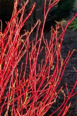 Twinkles Dwarf Coral Bark Japanese Maple - 3 Gallon Pot -US Fruit Trees Sales Store acer palmatum twinkles coral bark japanese maple 2