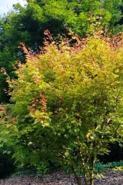 Twinkles Dwarf Coral Bark Japanese Maple - 3 Gallon Pot -US Fruit Trees Sales Store acer palmatum twinkles coral bark japanese maple 4