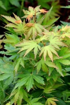 Twinkles Dwarf Coral Bark Japanese Maple - 3 Gallon Pot -US Fruit Trees Sales Store acer palmatum twinkles coral bark japanese maple 8