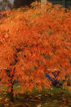 Viridis Dwarf Green Japanese Maple - 5 Gallon Pot -US Fruit Trees Sales Store acer palmatum viridis japanese maple 20