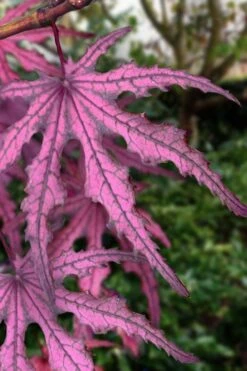 New Release 23 Waveleaf Japanese Maple - 6 Gallon Pot