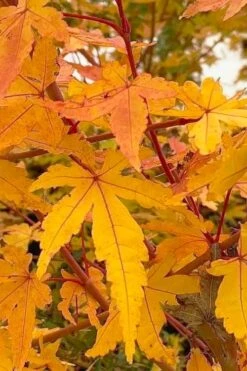 Wild Fire Coral Bark Japanese Maple - 3 Gallon Pot -US Fruit Trees Sales Store acer palmatum wildfire 1