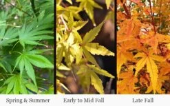 Wild Fire Coral Bark Japanese Maple - 3 Gallon Pot -US Fruit Trees Sales Store acer palmatum wildfire 4