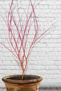 Wild Fire Coral Bark Japanese Maple - 3 Gallon Pot -US Fruit Trees Sales Store acer palmatum wildfire 9