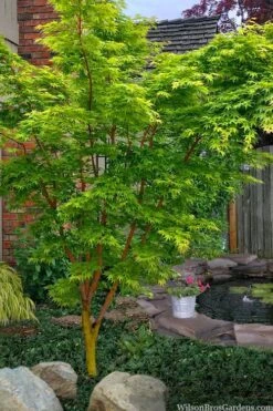 Wild Fire Coral Bark Japanese Maple - 3 Gallon Pot -US Fruit Trees Sales Store acer palmatum wildfire coral bark japanese maple 1