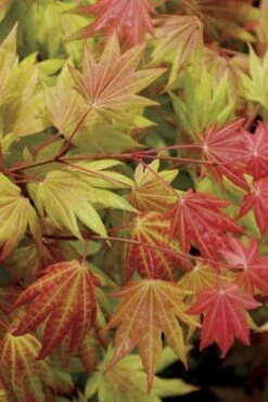 Moonrise Full Moon Japanese Maple - 5 Gallon Pot -US Fruit Trees Sales Store acer shirasawanum moonrise full moon janese maple 2 1
