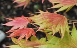 Moonrise Full Moon Japanese Maple - 5 Gallon Pot -US Fruit Trees Sales Store acer shirasawanum moonrise full moon janese maple 3 1