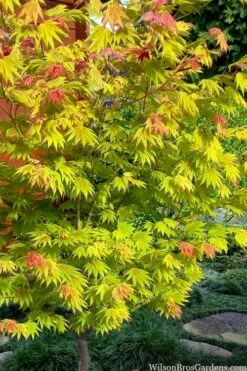 Moonrise Full Moon Japanese Maple - 5 Gallon Pot -US Fruit Trees Sales Store acer shirasawanum moonrise full moon janese maple 7 1