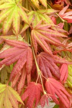 Moonrise Full Moon Japanese Maple - 5 Gallon Pot -US Fruit Trees Sales Store acer shirasawanum moonrise janese maple 1 1
