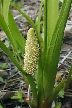 American Sweet Flag (Acorus Americanus) - 8 Pack Of 1 Gallon Pots -US Fruit Trees Sales Store acorus americanus american sweet flag 10 1