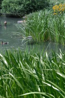 American Sweet Flag (Acorus Americanus) - 6 Pack Of 1 Gallon Pots -US Fruit Trees Sales Store acorus americanus american sweet flag 11 2